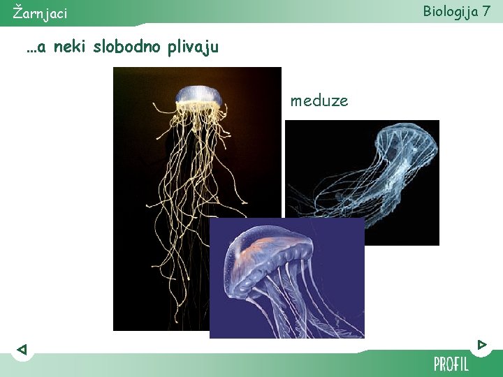 Biologija 7 Žarnjaci …a neki slobodno plivaju meduze 