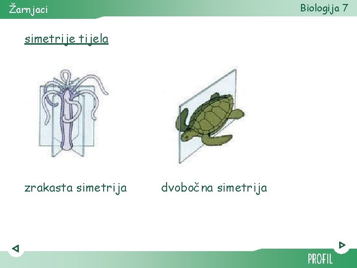 Biologija 7 Žarnjaci simetrije tijela zrakasta simetrija dvobočna simetrija 