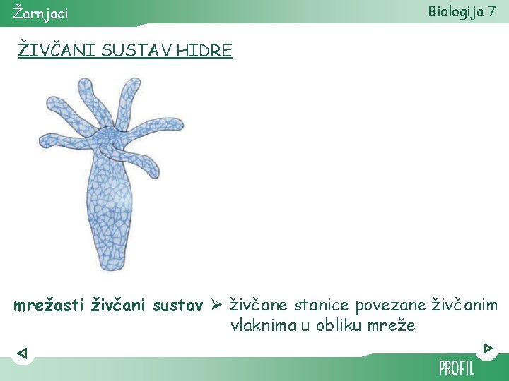 Žarnjaci Biologija 7 ŽIVČANI SUSTAV HIDRE mrežasti živčani sustav Ø živčane stanice povezane živčanim