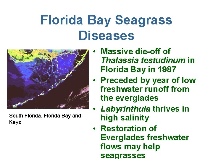 Florida Bay Seagrass Diseases South Florida, Florida Bay and Keys • Massive die-off of