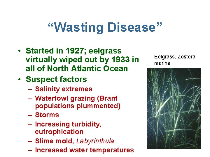 “Wasting Disease” • Started in 1927; eelgrass virtually wiped out by 1933 in all