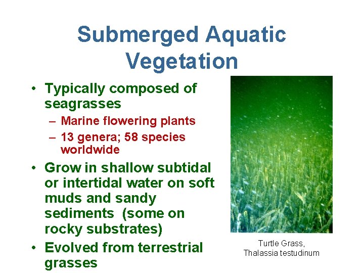 Submerged Aquatic Vegetation • Typically composed of seagrasses – Marine flowering plants – 13