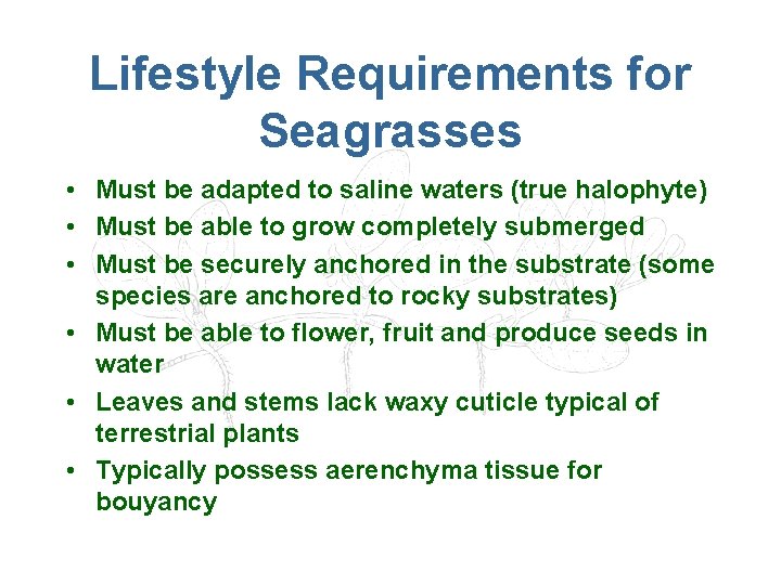 Lifestyle Requirements for Seagrasses • Must be adapted to saline waters (true halophyte) •