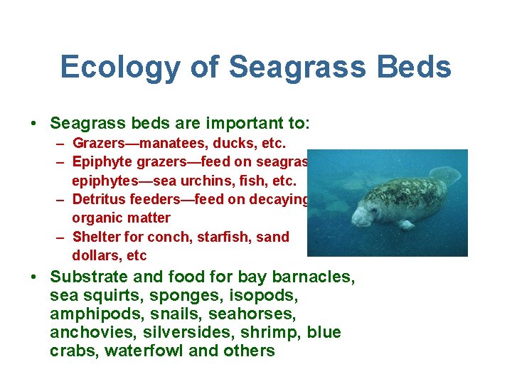 Ecology of Seagrass Beds • Seagrass beds are important to: – Grazers—manatees, ducks, etc.