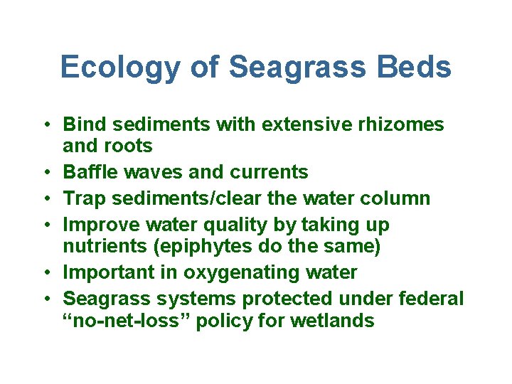 Ecology of Seagrass Beds • Bind sediments with extensive rhizomes and roots • Baffle
