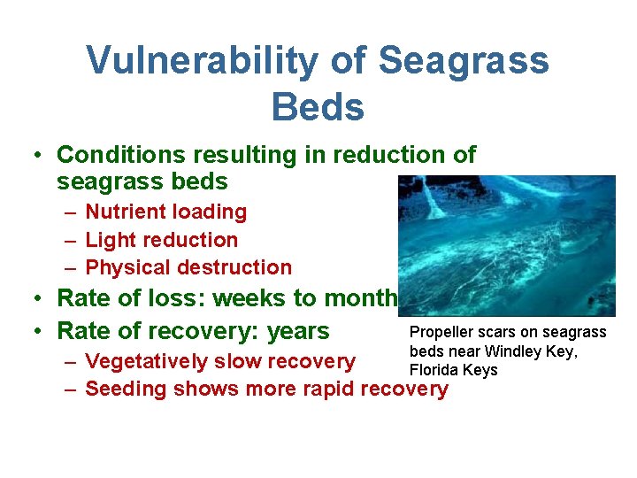 Vulnerability of Seagrass Beds • Conditions resulting in reduction of seagrass beds – Nutrient