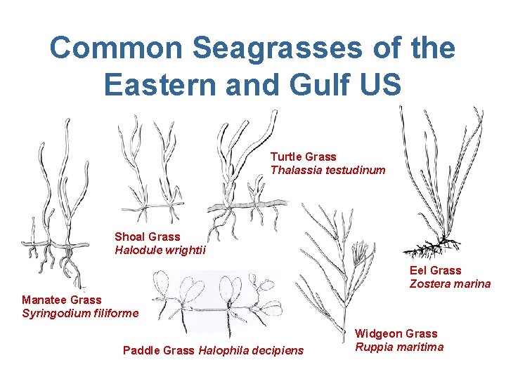Common Seagrasses of the Eastern and Gulf US Turtle Grass Thalassia testudinum Shoal Grass