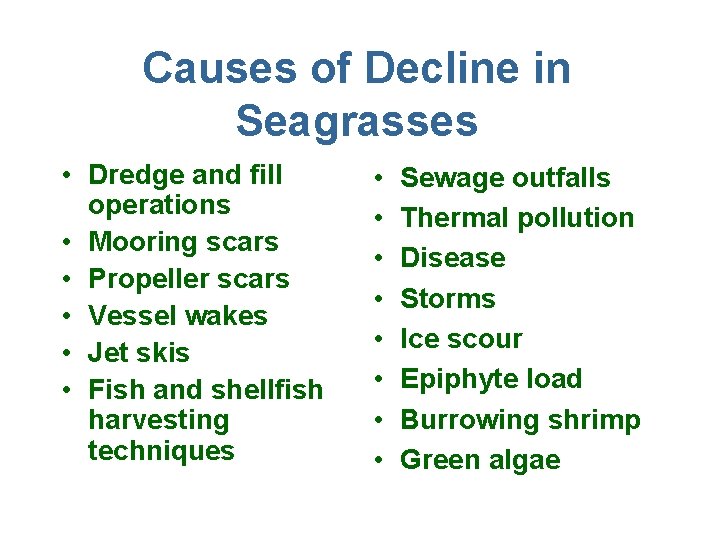 Causes of Decline in Seagrasses • Dredge and fill operations • Mooring scars •