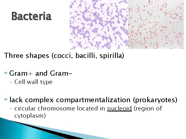 Bacteria Three shapes (cocci, bacilli, spirilla) Gram+ and Gram◦ Cell wall type lack complex