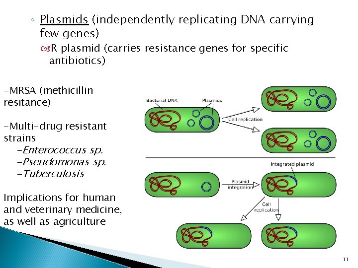 ◦ Plasmids (independently replicating DNA carrying few genes) R plasmid (carries resistance genes for