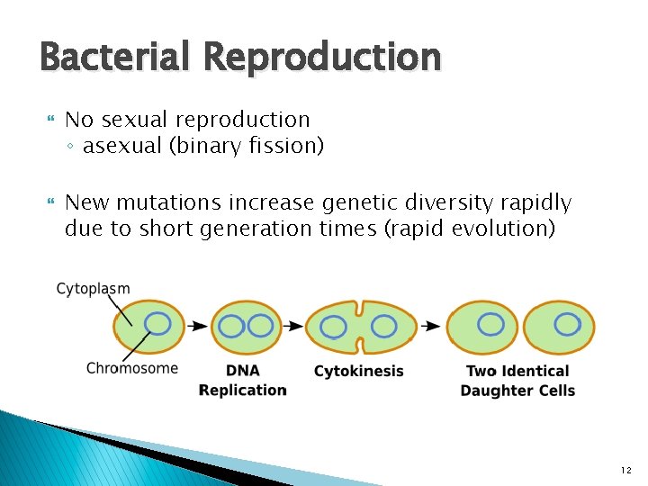 Bacterial Reproduction No sexual reproduction ◦ asexual (binary fission) New mutations increase genetic diversity