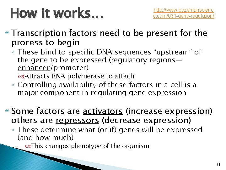 How it works… http: //www. bozemanscienc e. com/031 -gene-regulation/ Transcription factors need to be