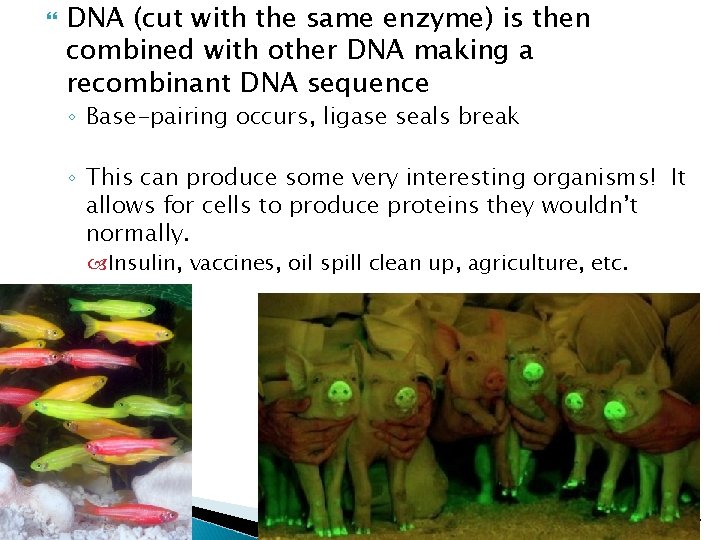  DNA (cut with the same enzyme) is then combined with other DNA making