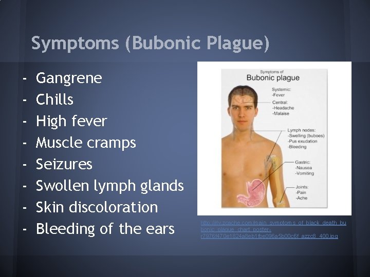Symptoms (Bubonic Plague) - Gangrene Chills High fever Muscle cramps Seizures Swollen lymph glands