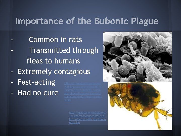 Importance of the Bubonic Plague - Common in rats Transmitted through fleas to humans