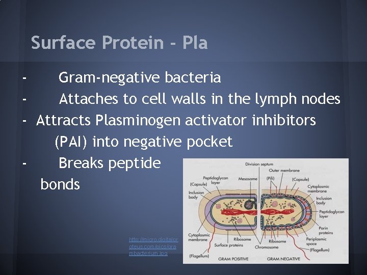 Surface Protein - Pla Gram-negative bacteria Attaches to cell walls in the lymph nodes