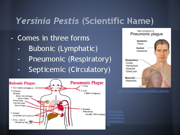 Yersinia Pestis (Scientific Name) - Comes in three forms - Bubonic (Lymphatic) - Pneumonic