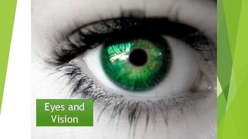 Eyes and Vision 