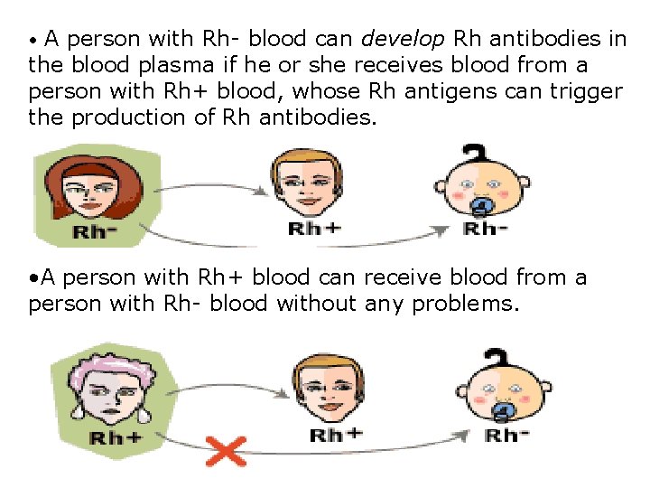  • A person with Rh- blood can develop Rh antibodies in the blood