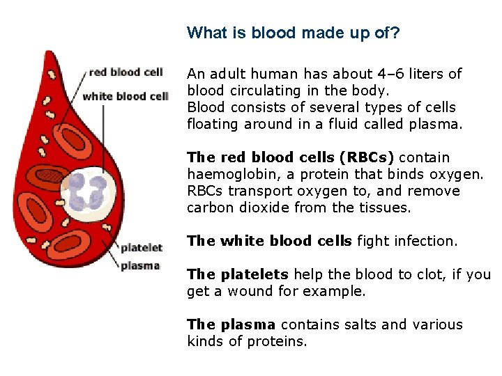 What is blood made up of? An adult human has about 4– 6 liters