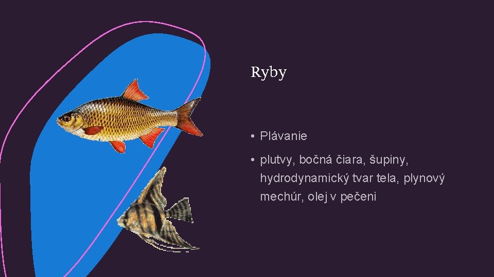 Ryby • Plávanie • plutvy, bočná čiara, šupiny, hydrodynamický tvar tela, plynový mechúr, olej