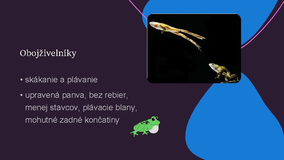 Obojživelníky • skákanie a plávanie • upravená panva, bez rebier, menej stavcov, plávacie blany,