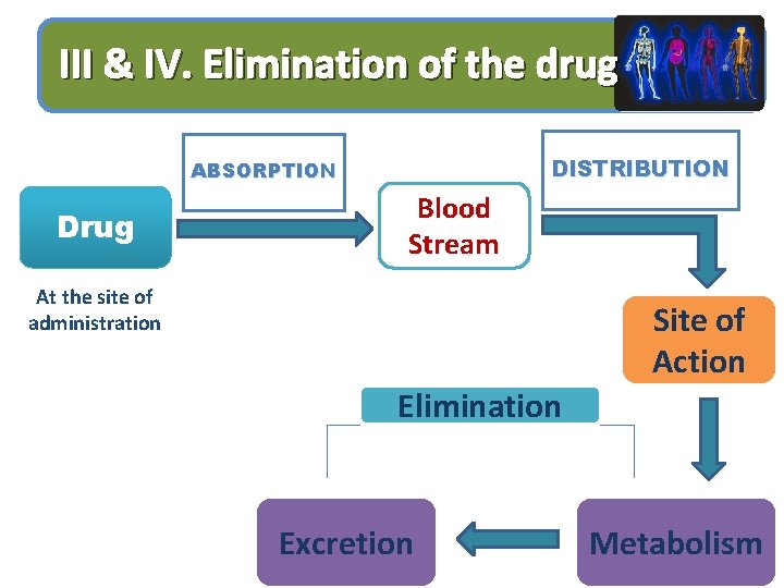 III & IV. Elimination of the drug DISTRIBUTION ABSORPTION Drug Blood Stream At the