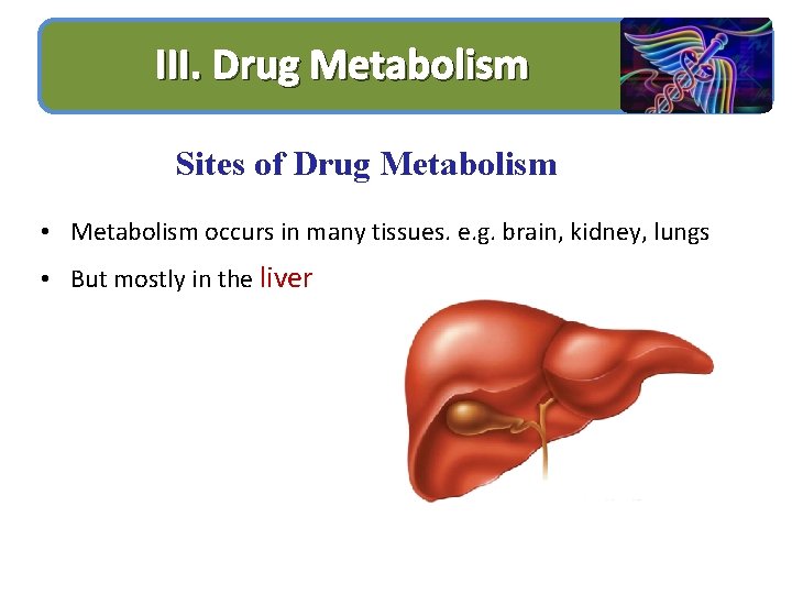 III. Drug Metabolism Sites of Drug Metabolism • Metabolism occurs in many tissues. e.