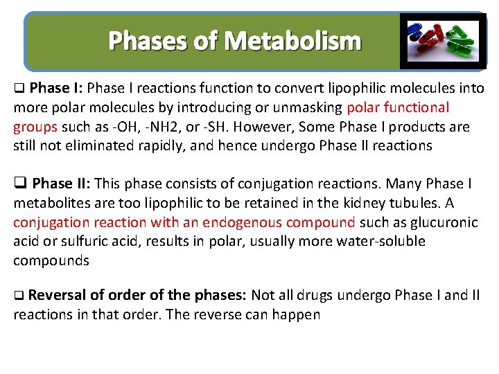 Phases of Metabolism q Phase I: Phase I reactions function to convert lipophilic molecules