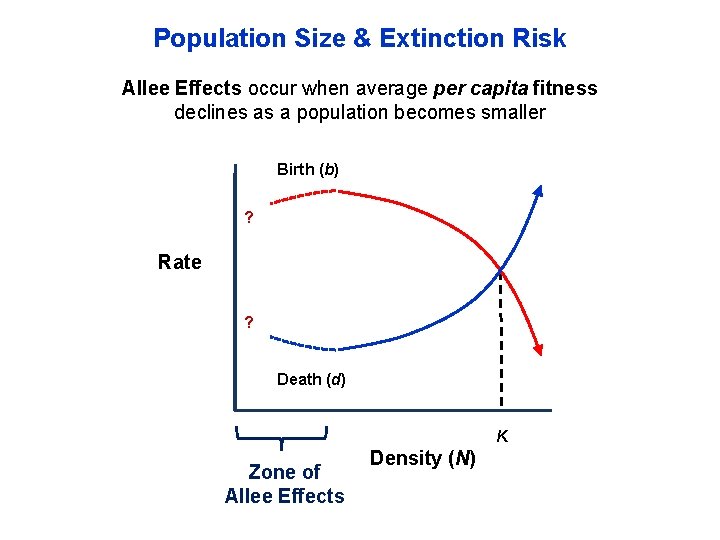 Population Size & Extinction Risk Allee Effects occur when average per capita fitness declines