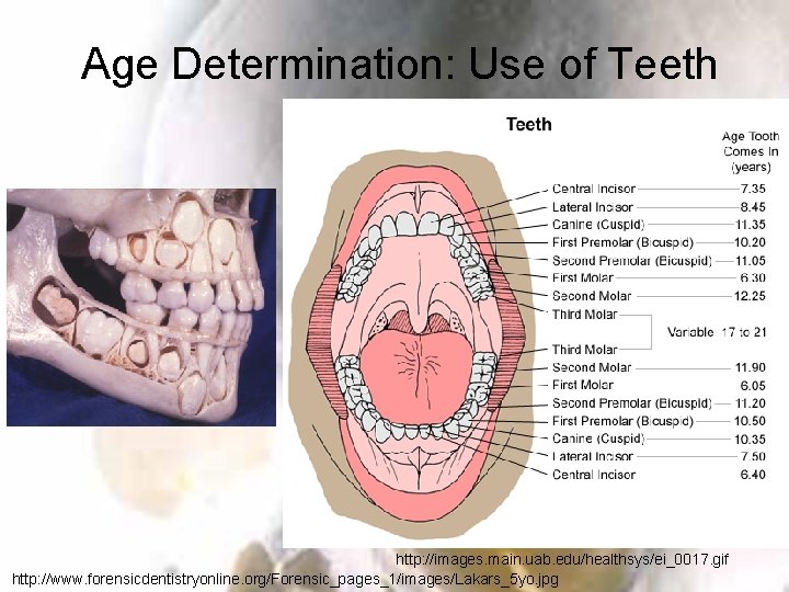 Age Determination: Use of Teeth http: //images. main. uab. edu/healthsys/ei_0017. gif http: //www. forensicdentistryonline.