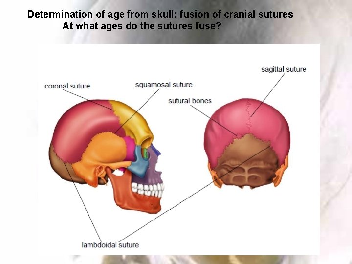 Determination of age from skull: fusion of cranial sutures At what ages do the