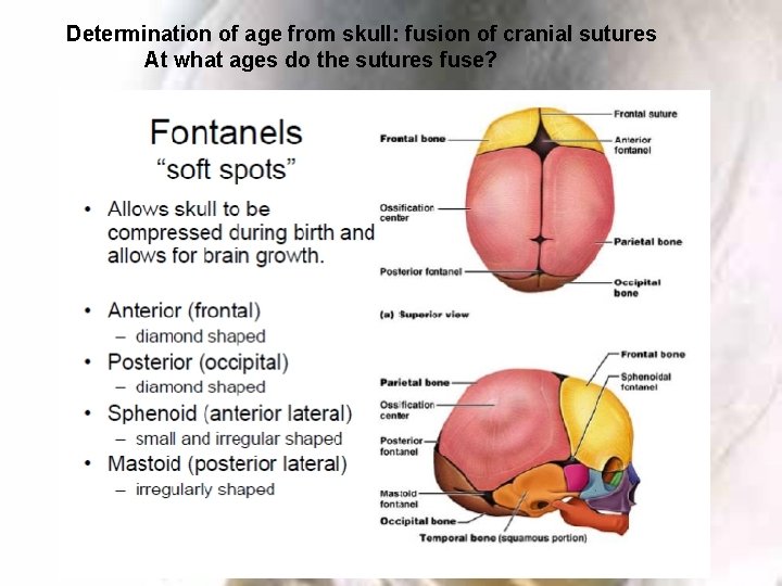 Determination of age from skull: fusion of cranial sutures At what ages do the