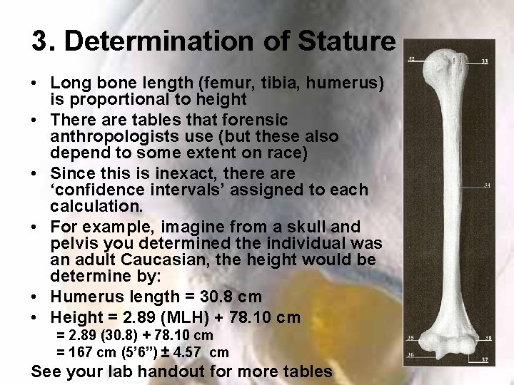 3. Determination of Stature • Long bone length (femur, tibia, humerus) is proportional to