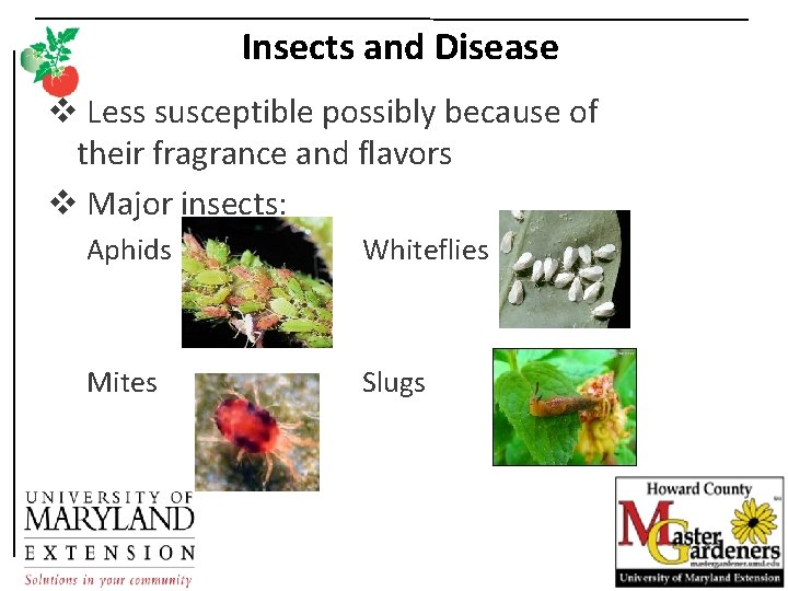 Insects and Disease v Less susceptible possibly because of their fragrance and flavors v