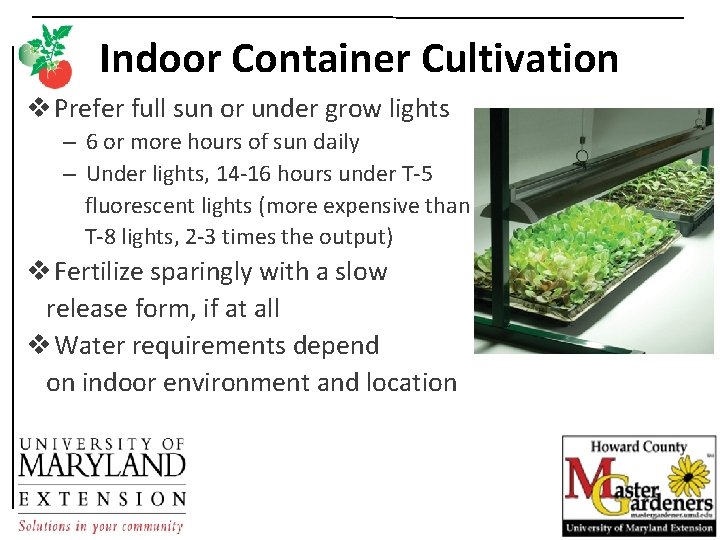 Indoor Container Cultivation v Prefer full sun or under grow lights – 6 or