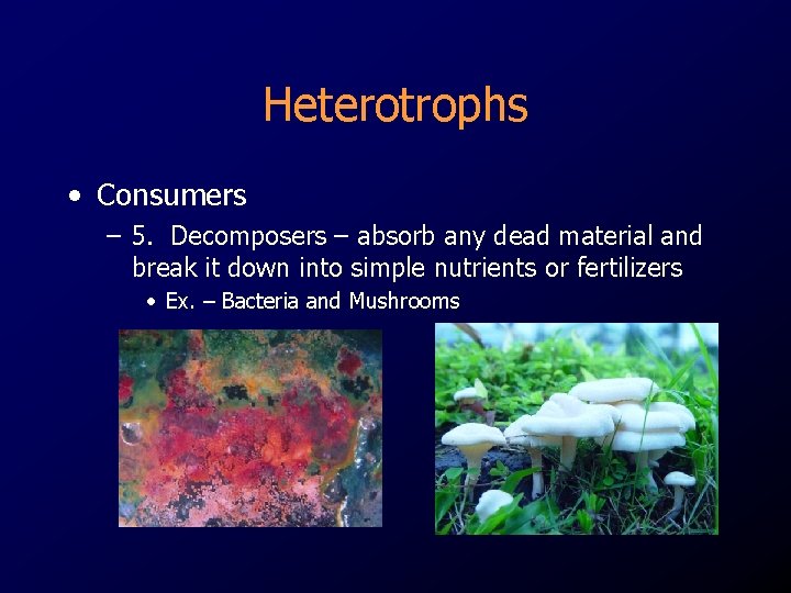 Heterotrophs • Consumers – 5. Decomposers – absorb any dead material and break it Heterotrophs • Consumers – 5. Decomposers – absorb any dead material and break it