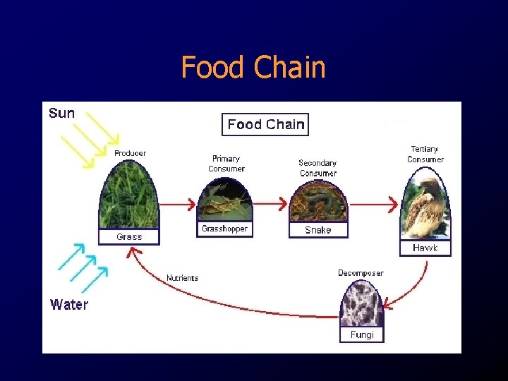 Food Chain Food Chain