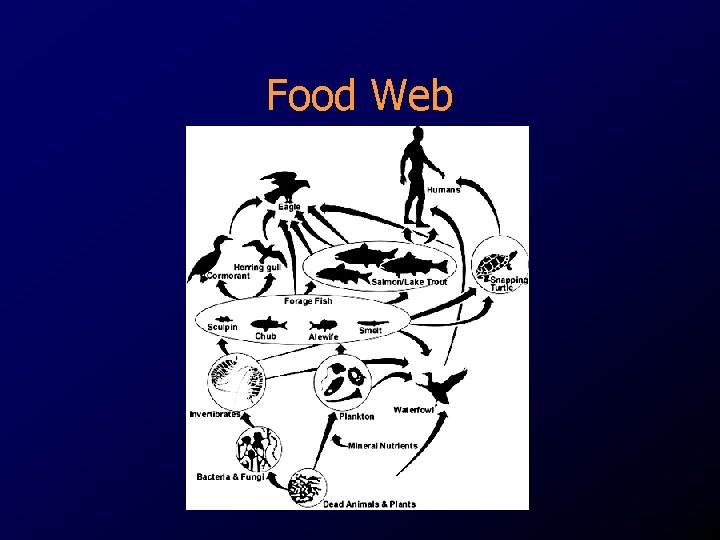 Food Web Food Web