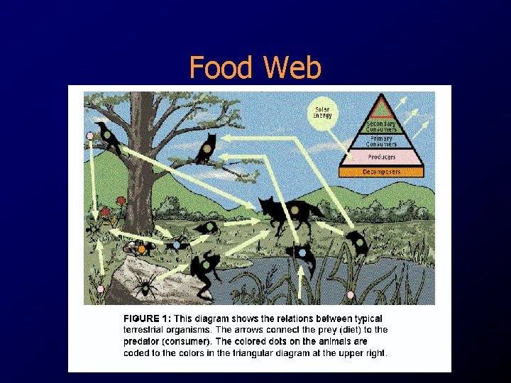 Food Web Food Web