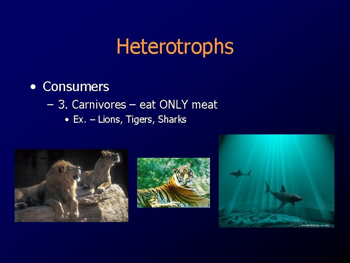 Heterotrophs • Consumers – 3. Carnivores – eat ONLY meat • Ex. – Lions, Heterotrophs • Consumers – 3. Carnivores – eat ONLY meat • Ex. – Lions,