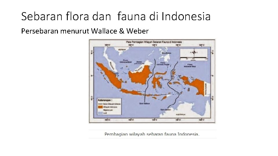 Sebaran flora dan fauna di Indonesia Persebaran menurut Wallace & Weber 