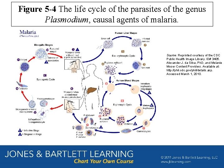 Figure 5 -4 The life cycle of the parasites of the genus Plasmodium, causal
