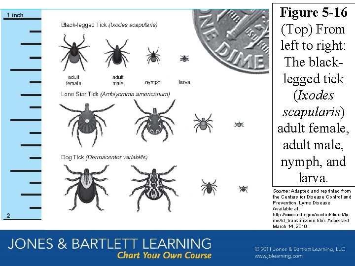 Figure 5 -16 (Top) From left to right: The blacklegged tick (Ixodes scapularis) adult