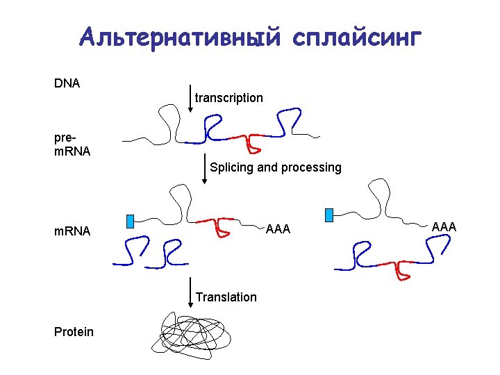 Альтернативный сплайсинг DNA transcription prem. RNA Splicing and processing AAA m. RNA Translation Protein
