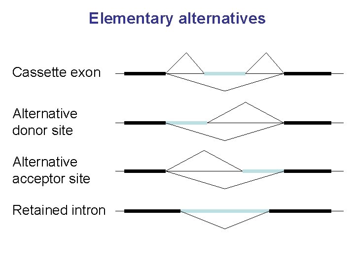 Elementary alternatives Cassette exon Alternative donor site Alternative acceptor site Retained intron 