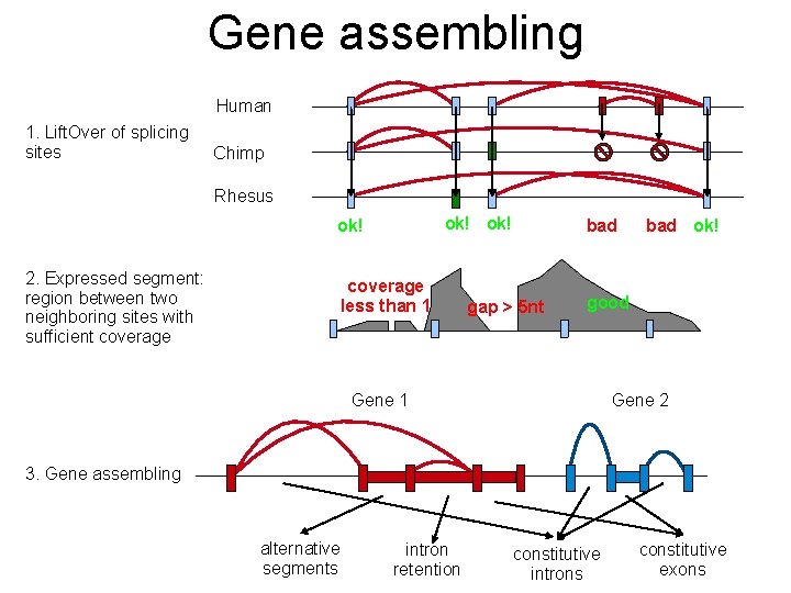 Gene assembling Human 1. Lift. Over of splicing sites Chimp Rhesus ok! ok! 2.