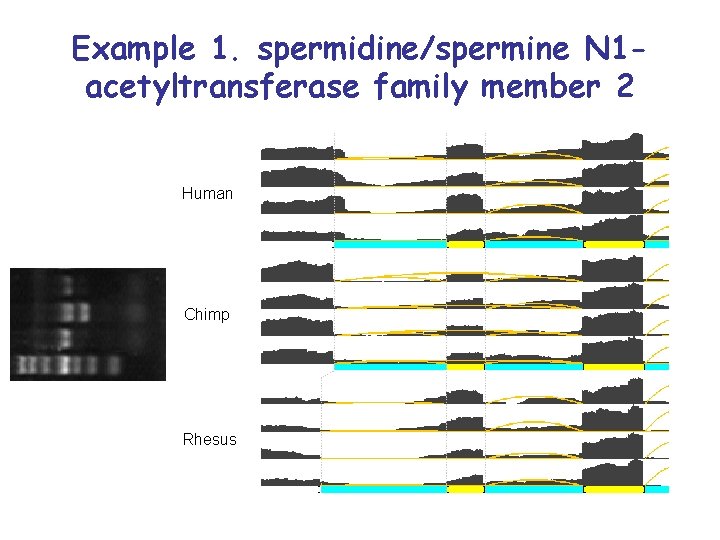 Example 1. spermidine/spermine N 1 acetyltransferase family member 2 Human Chimp Rhesus 