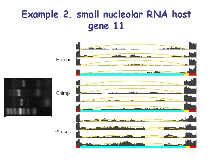 Example 2. small nucleolar RNA host gene 11 Human Chimp Rhesus 