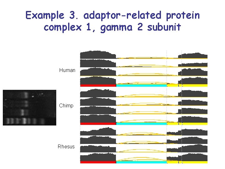 Example 3. adaptor-related protein complex 1, gamma 2 subunit Human Chimp Rhesus 